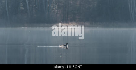 Gemeinsamen Loon, Gavia Immer in Tan Winterfarben, schwimmt langsam auf einer Seefläche in weiches Sonnenlicht. Stockfoto