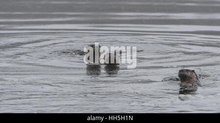 Gruppe der nordamerikanische Fischotter (Lontra Canadensis) spielt & Angeln. Stockfoto