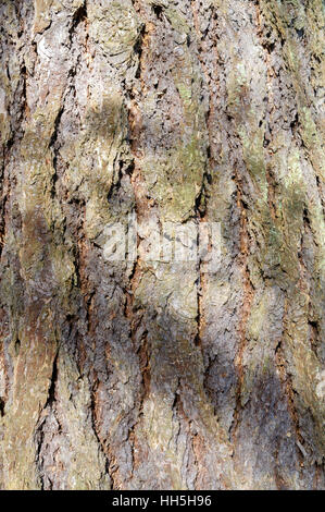 Raue Rinde eines Baumes Douglasie (Pseudotsuga Menziesii), Vancouver, Britisch-Kolumbien, Kanada Stockfoto