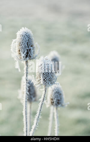 Dipsacus Fullonum. Karde in Raureif im Winter überdacht Stockfoto