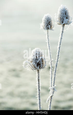 Dipsacus Fullonum. Karde in Raureif im Winter überdacht Stockfoto