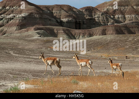 Pronghorn Antilope Utah Great Basin Wüste jung Stockfoto