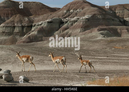 Pronghorn Antilope Utah Great Basin Wüste jung Stockfoto