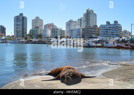 Die schöne Stadt Punta del Este in Uruguay Stockfoto