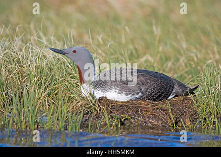 Red-throated Loon, Gavia Stellata, nisten am Rand auf einem See in Thule, Grönland Stockfoto