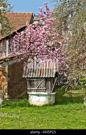 Altes Wasser gut unter Blüte Magnolie, vertikale Ansicht Stockfoto