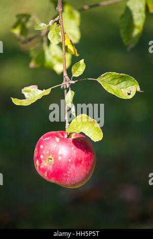 Einzelne rote Apfel am Baum, vertikale Ansicht Stockfoto