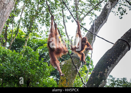 Orang Utans spielen und Swingens aus Seil Stockfoto