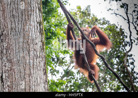 Oranguan spielen und vom Seil schwingen Stockfoto