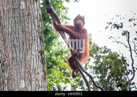 Oranguan spielen und vom Seil schwingen Stockfoto