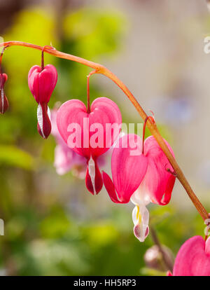 Tränendes Herz Blume Dicentra Spectabilis in voller Blüte im Frühling Stockfoto
