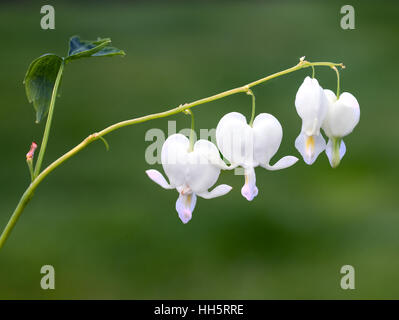 Blutende Herz Blume californica Campanula pyramidalis 'Alba' in voller Blüte im Frühling in einem englischen Country Garden Stockfoto