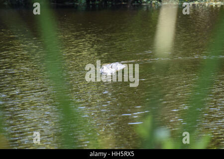 Alligator nähert sich mir Stockfoto