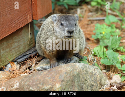 Murmeltier (Marmota Monax) mit sichtbaren Schneidezähne auf einem Stein saß während eines New england Sommer Stockfoto