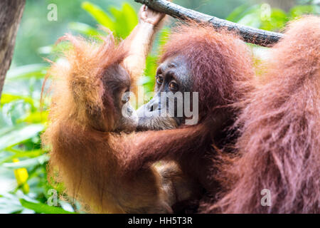 Mutter mit Baby Orang-Utan Stockfoto