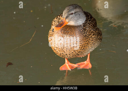 Stockente, George C Reifel Zugvogel Heiligtum, British Columbia, Kanada Stockfoto