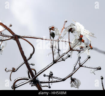 die gefrorenen Wassertropfen auf einem Ast nach Winter Tauwetter. Vereiste Äste. Winter fällt. Stockfoto