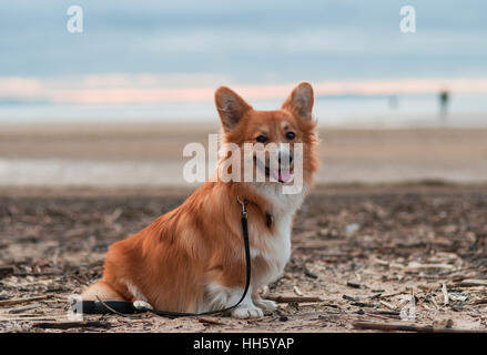 Foto eines Hundes mit dem Lead (Rasse welsh Pembroke Corgi flauschig, rot gefärbt) sitzen auf dem Sand am Strand den Sonnenuntergang Stockfoto