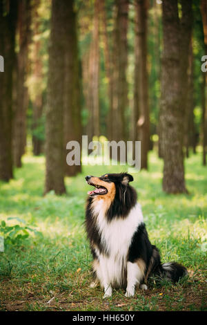 Suchen beiseite Tricolor Rough Collie, Scottish Collie, langhaariger Collie, grüne englische Collie, Lassie Erwachsenen Hund sitzt auf Rasen im Sommer Frühling für Stockfoto