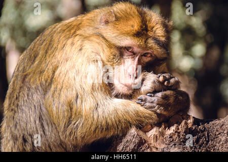 Porträt Barbary Macaque Affen auf einen Stub, Ifrane, Marokko Stockfoto