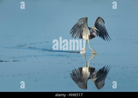 Eine dreifarbige Heron erscheint auf der Oberfläche des ruhigen Wassers mit einer Reflexion ausgeführt werden. Stockfoto