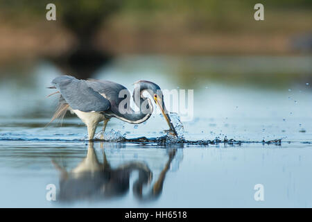 Eine dreifarbige Heron zupft ein kleiner Fisch aus dem flachen Wasser mit einem big Splash an einem sonnigen Morgen. Stockfoto