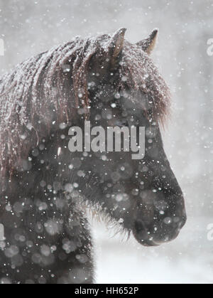 Eine Islandpferd-Stute weathers einen verschneiten Schneesturm Stockfoto