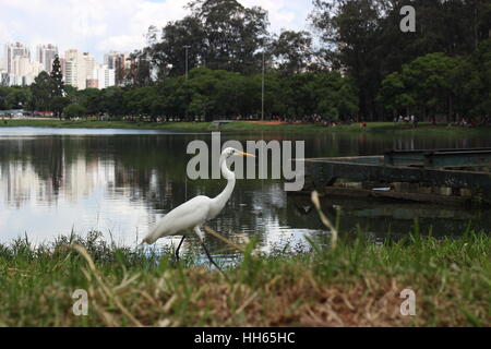 Parque Do Ibirapuera-São Paulo-Brasil Stockfoto