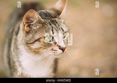 Schließen Sie die Schnauze von grau und weiß Mischling kurzhaarige junge Hauskatze mit grünen Augen starrte entfernt. Stockfoto