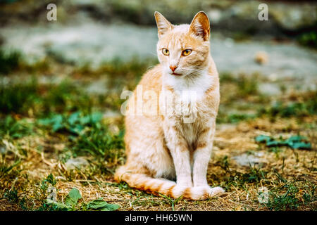 Beige Peachy gemischte Rasse Erwachsene Hauskatze, faul auf der Suche beiseite, versteckt auf dem vergilbten Rasen Pfoten. Exemplar. Stockfoto