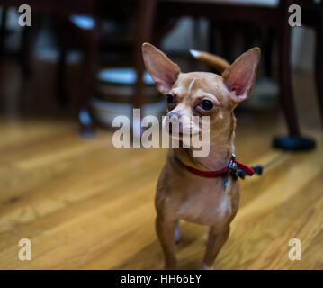 Hund, gefesselt Stockfoto