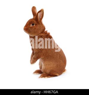 New Zealand reinrassige rote Kaninchen auf dem weißen Tuch Stockfoto