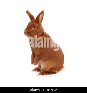 New Zealand reinrassige rote Kaninchen auf dem weißen Tuch Stockfoto