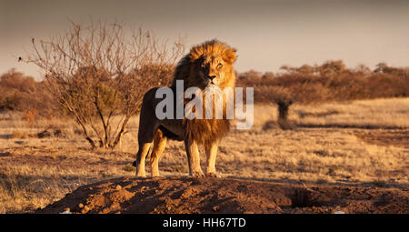 Okonjima, Namibia - Regal aussehende Löwe stehend stolz auf einem kleinen Hügel Stockfoto