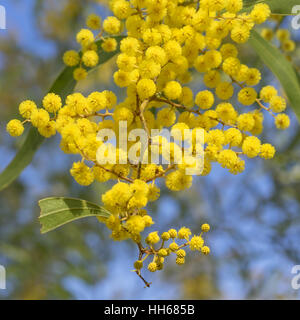 Australische Ikone Golden Wattle Blumen blühen im Frühjahr hautnah Stockfoto