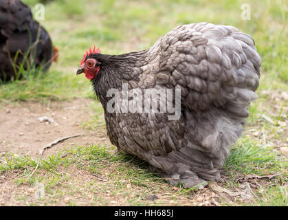 Live Bio-Freilandhaltung bantam Hühner Futter für Lebensmittel Stockfoto