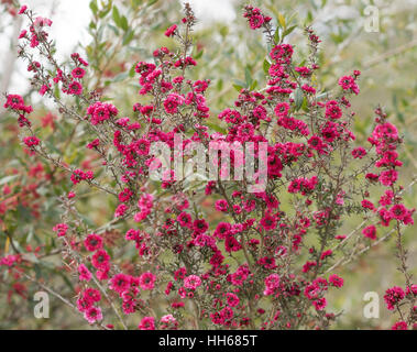 Australische Leptospermum Scoparium Burgund Königin mit reichlich kleine doppelte Burgund rosa Blumen Stockfoto