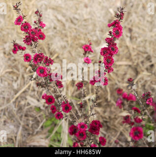 Leptospermum Scoparium Burgund Königin, rosa roten kleinen australischen einheimischen Blumen blühen im Winter und Frühling Stockfoto