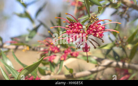 Rote Spinne Blume Grevillea Pracht einer australischen einheimischen Wildblumen Stockfoto