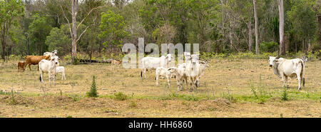 Australische Country-Szene, Panorama-Landschaft mit Bäumen, Kühe und Kälber Stockfoto