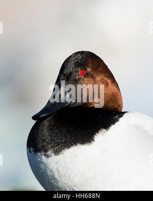 Ein Drake Canvasback an einem kalten Wintertag Stockfoto