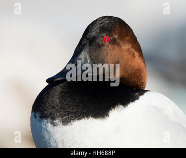 Ein Drake Canvasback an einem kalten Wintertag Stockfoto