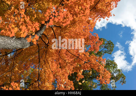 Strahlend blauer Himmel mit Wolken ist sichtbar durch roten Herbstlaub. Sonnenlicht durch die Baumkronen des lebendigen Herbstlaub. Stockfoto