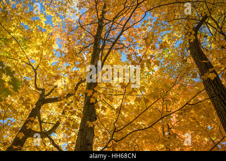 Strahlend blauer Himmel mit Wolken ist sichtbar durch roten Herbstlaub. Sonnenlicht durch die Baumkronen des lebendigen Herbstlaub. Stockfoto