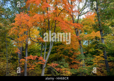 Strahlend blauer Himmel mit Wolken ist sichtbar durch roten Herbstlaub. Sonnenlicht durch die Baumkronen des lebendigen Herbstlaub. Stockfoto