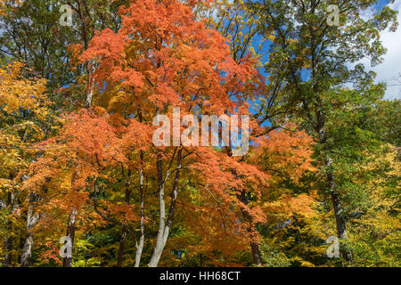 Strahlend blauer Himmel mit Wolken ist sichtbar durch roten Herbstlaub. Sonnenlicht durch die Baumkronen des lebendigen Herbstlaub. Stockfoto