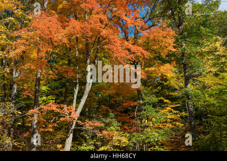 Strahlend blauer Himmel mit Wolken ist sichtbar durch roten Herbstlaub. Sonnenlicht durch die Baumkronen des lebendigen Herbstlaub. Stockfoto