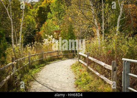 Schöner Feldweg führt in einen herbstlichen Wald Stockfoto