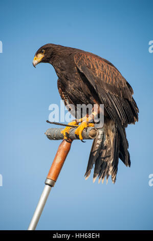 Porträt im Profil ein Harris Hawk Blick in die Ferne. Schöne Feder Detail und einem starken, entschlossenen Blick Stockfoto