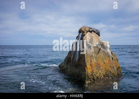 Dichtung oder Seelöwen auf den Felsen am Ende des Landes, in der Nähe der berühmten Bogen in Cabo San Lucas, Mexiko schlafen. Stockfoto